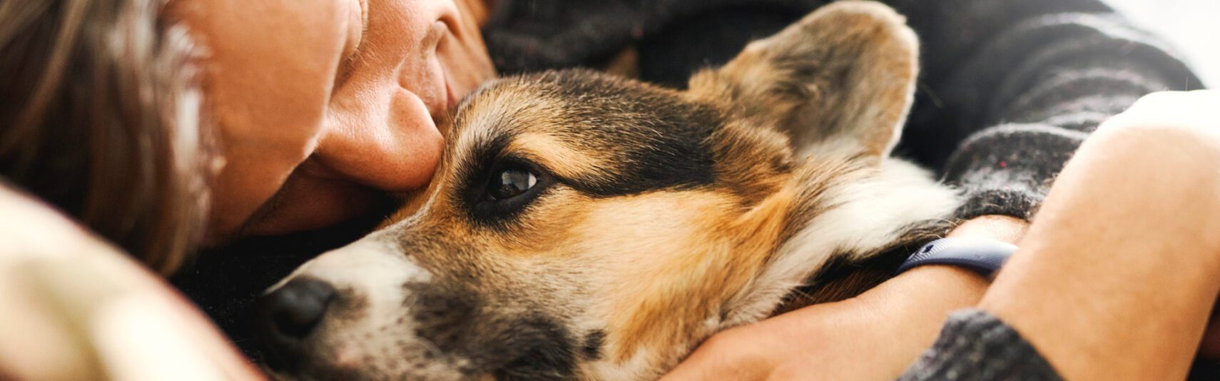 Pet Food Delivery Melbourne Order Online D&D Pet Foods